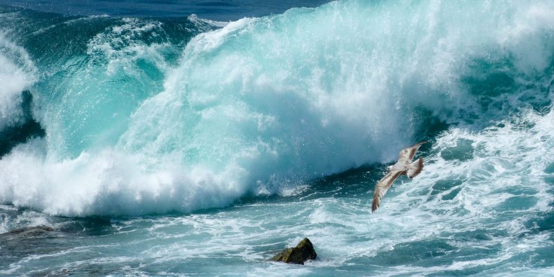 Gull & Waves