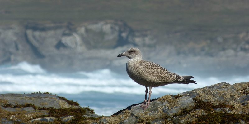 Gull on Rocks
