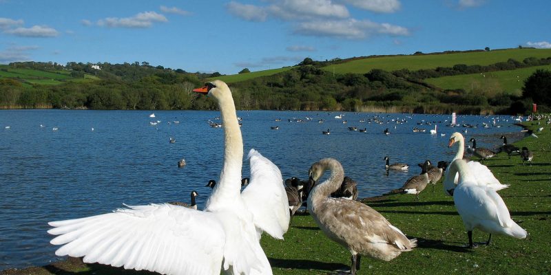 Swans at Par