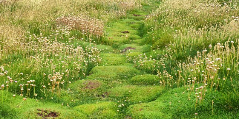 Pixies Path