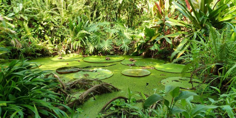 Eden Pool