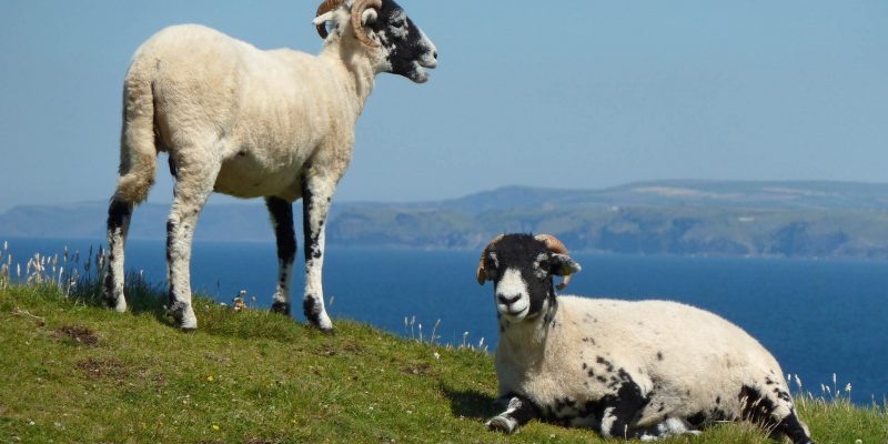 Rumps Walk Sheep